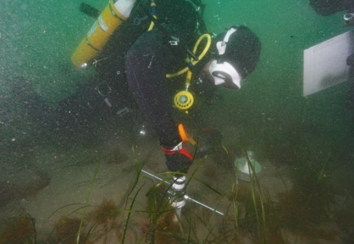 A diver working for the Blue Meadows Project to restore seagrass habitats in the UK.