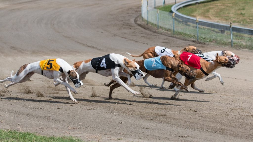 What are the most prestigious greyhound races?
