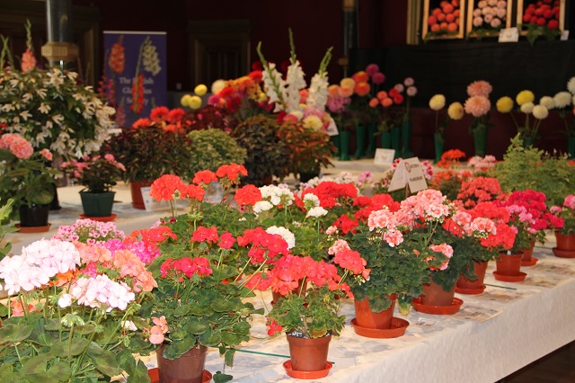 Flashback to a previous Hartlepool Horticultural Show