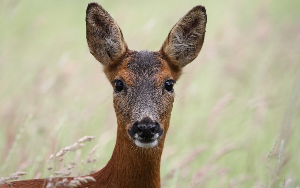 Deer. Photo by Gary McLeod.