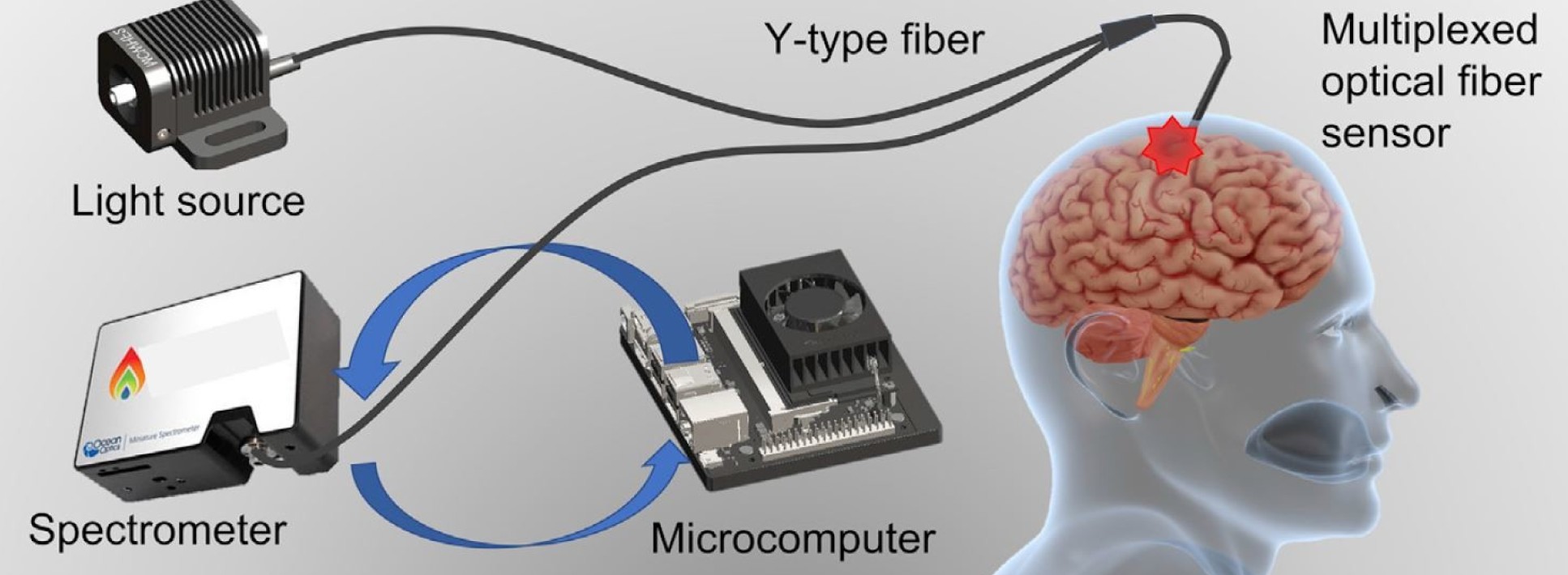 Illustration of the device in the brain linked to a light source, a spectrometer and a microcomputer via Y-type fiber cables