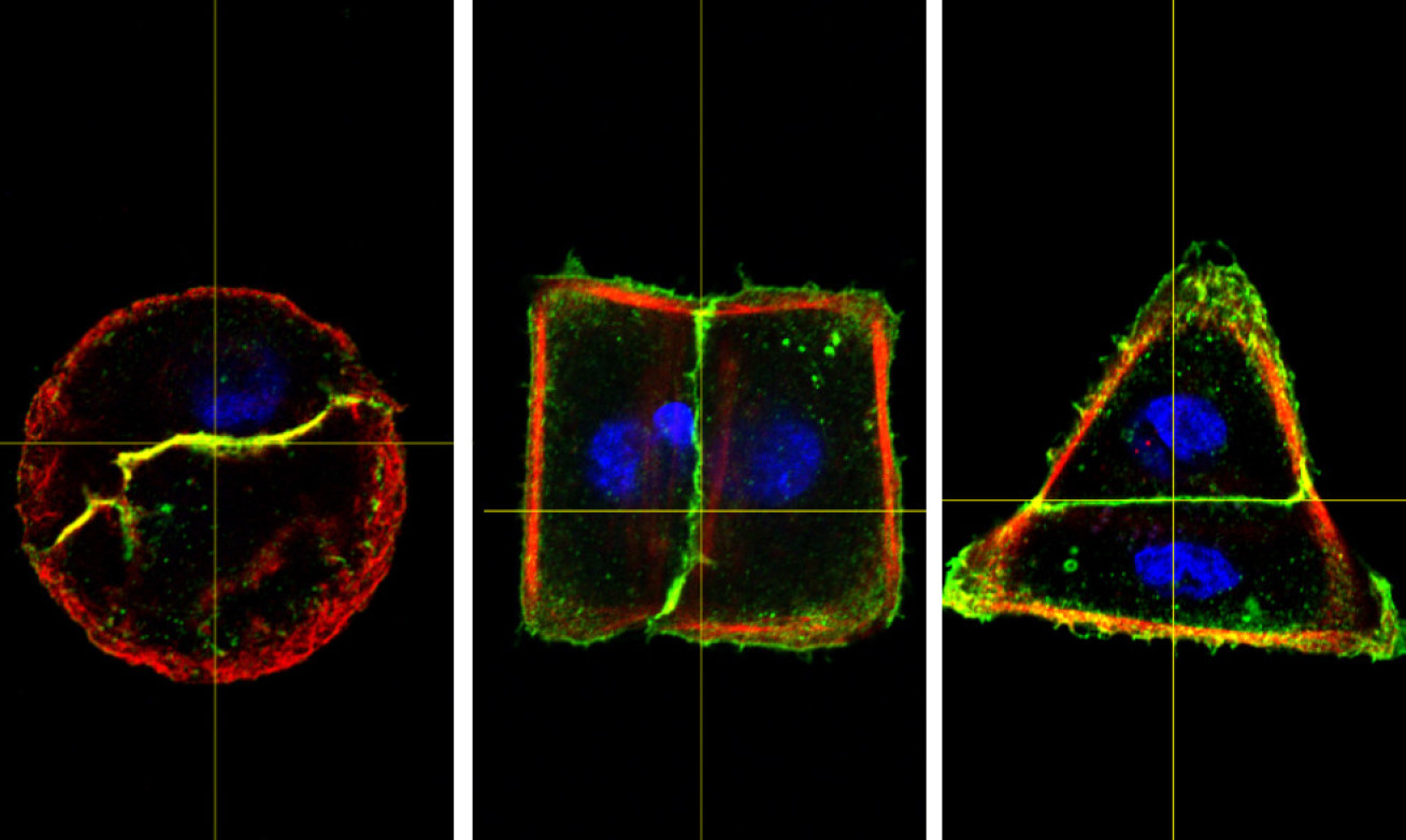 Image showing cell pairs attached to circular, squared and triangular micropatterns and stained to mark junctions, cytoskeleton nuclei.