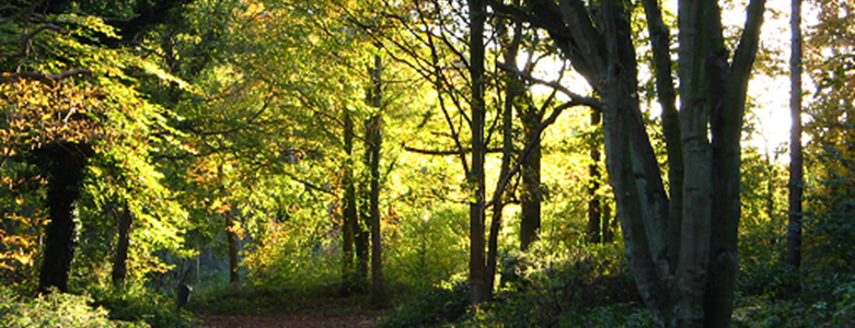 Holt Country Park.png