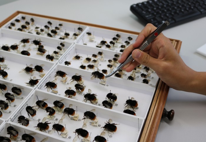 A hand hold tweezers picking up a bee specimen from a tray of bees