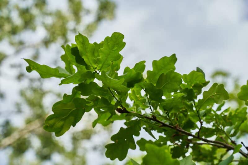 Branch and leaves of an oak tree