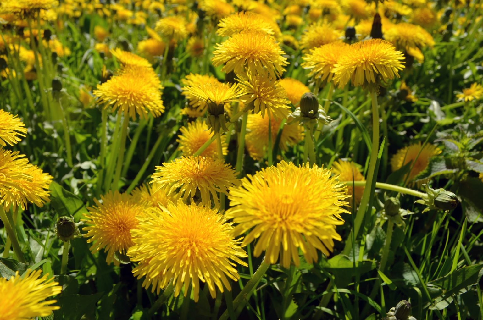 The Incredible Health Benefits of Eating Dandelion Roots