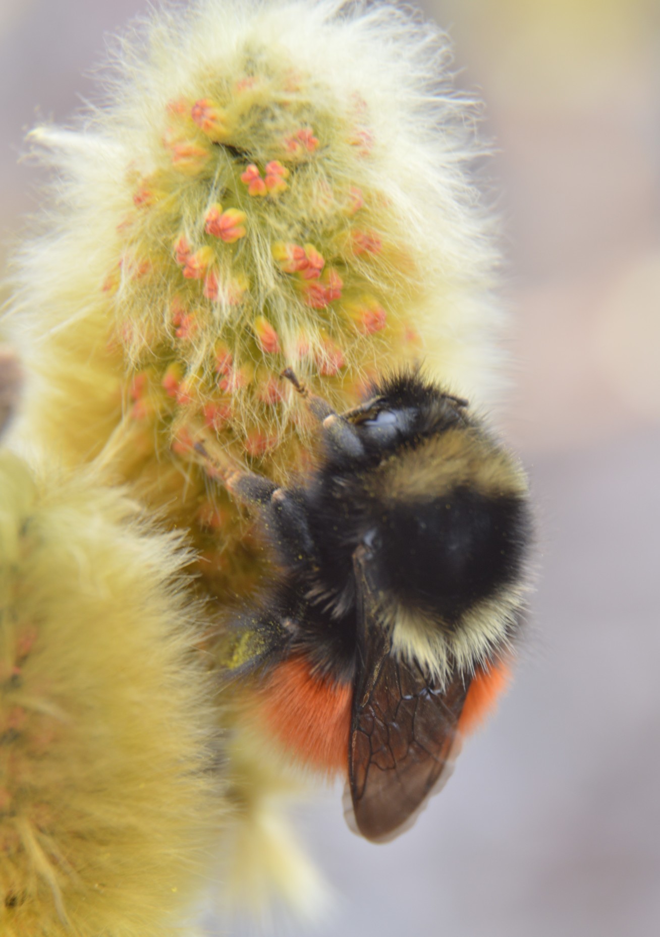 A fat bee on a fluffy flower