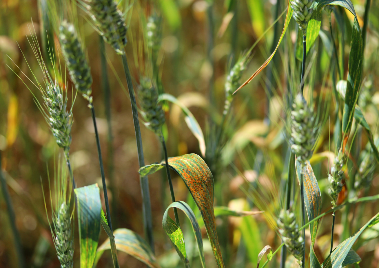 Image of wheat leaf rust (Puccinia triticina) - a fungal disease of wheat.