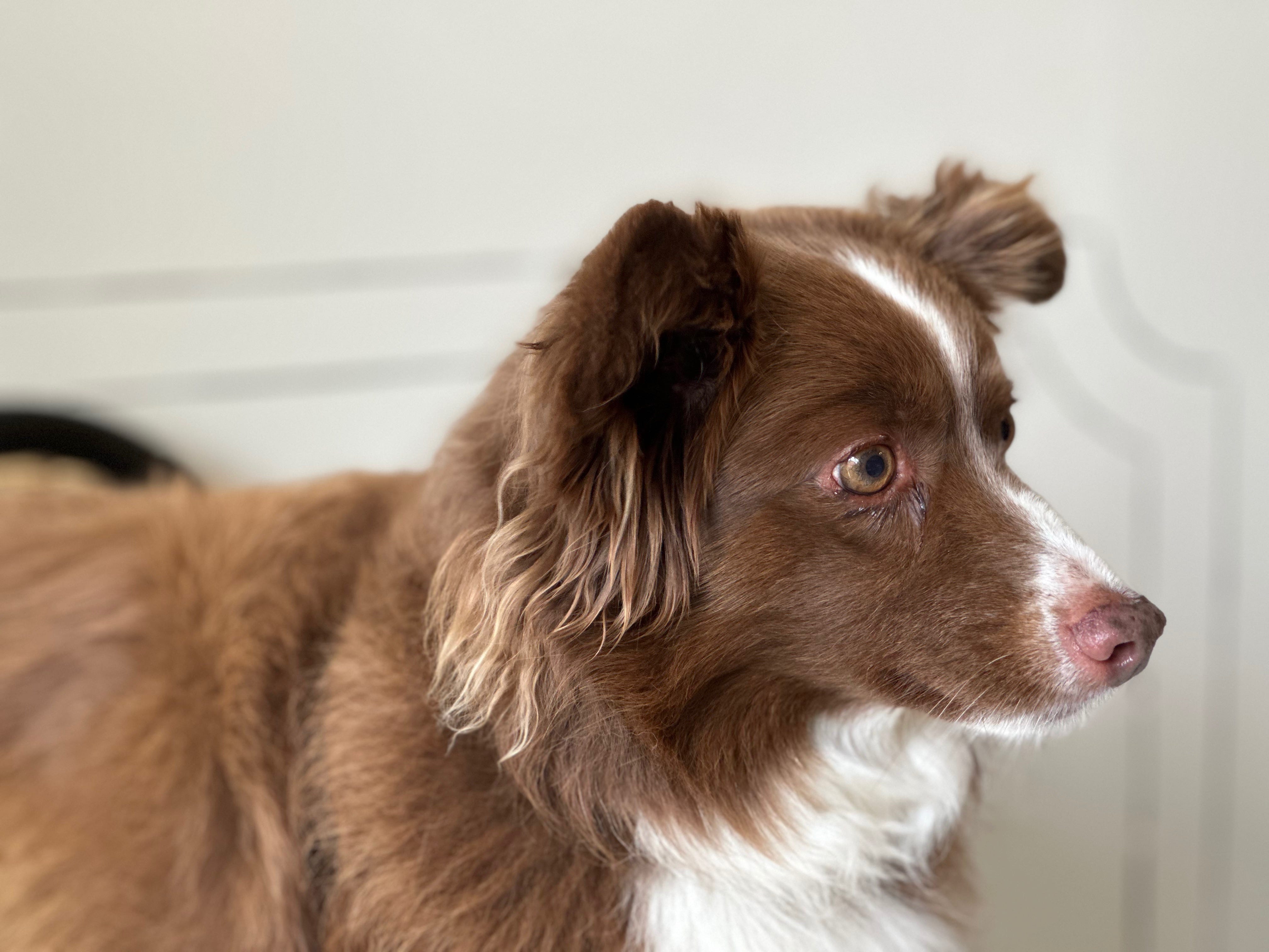 Most dogs spent their time at Dogue staring toward the kitchen.