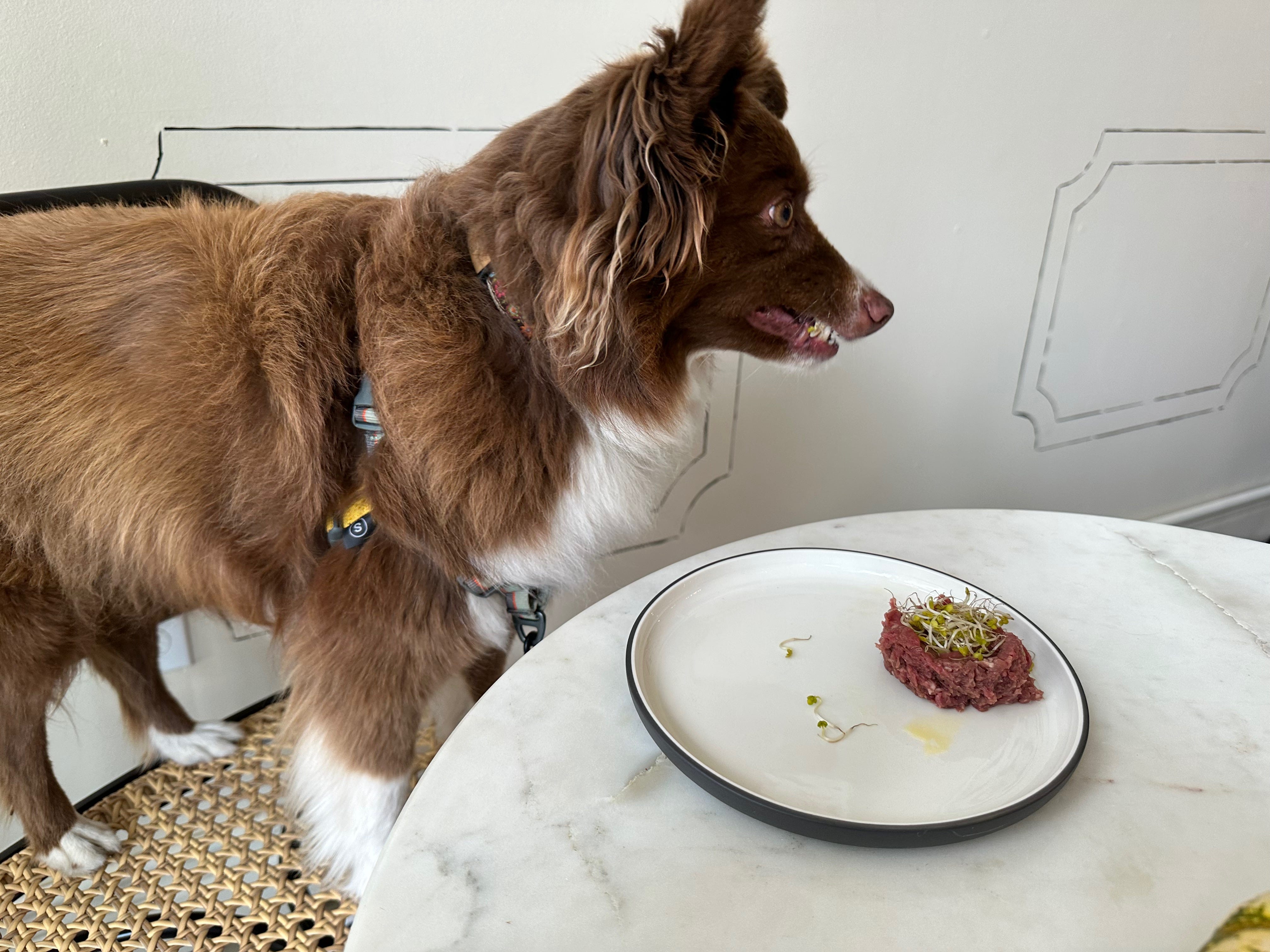 Heidi navigates the broccoli sprouts on top of her steak.