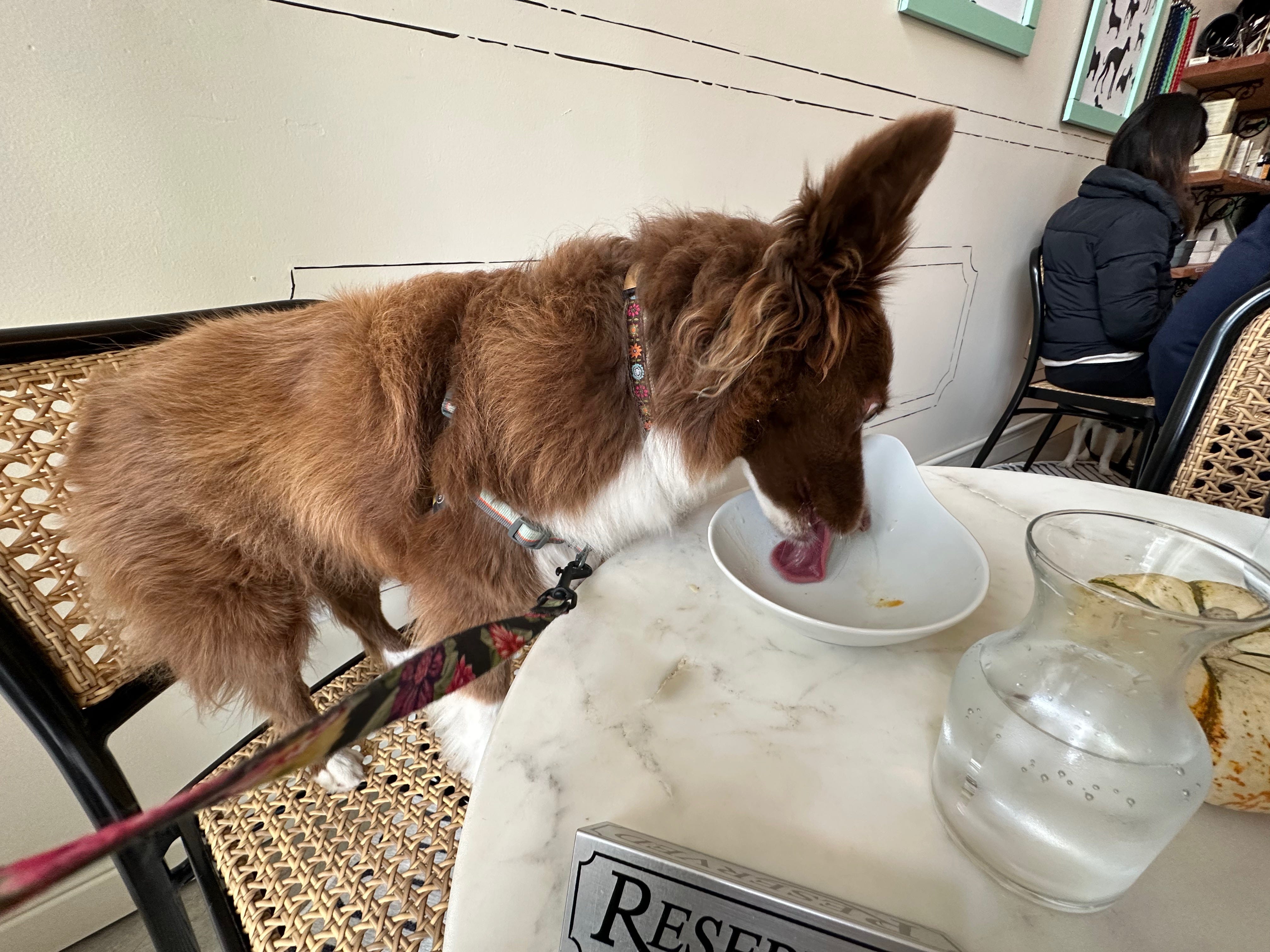 Heidi licks the bowl, fully comfortable in her new role as restaurant diner.