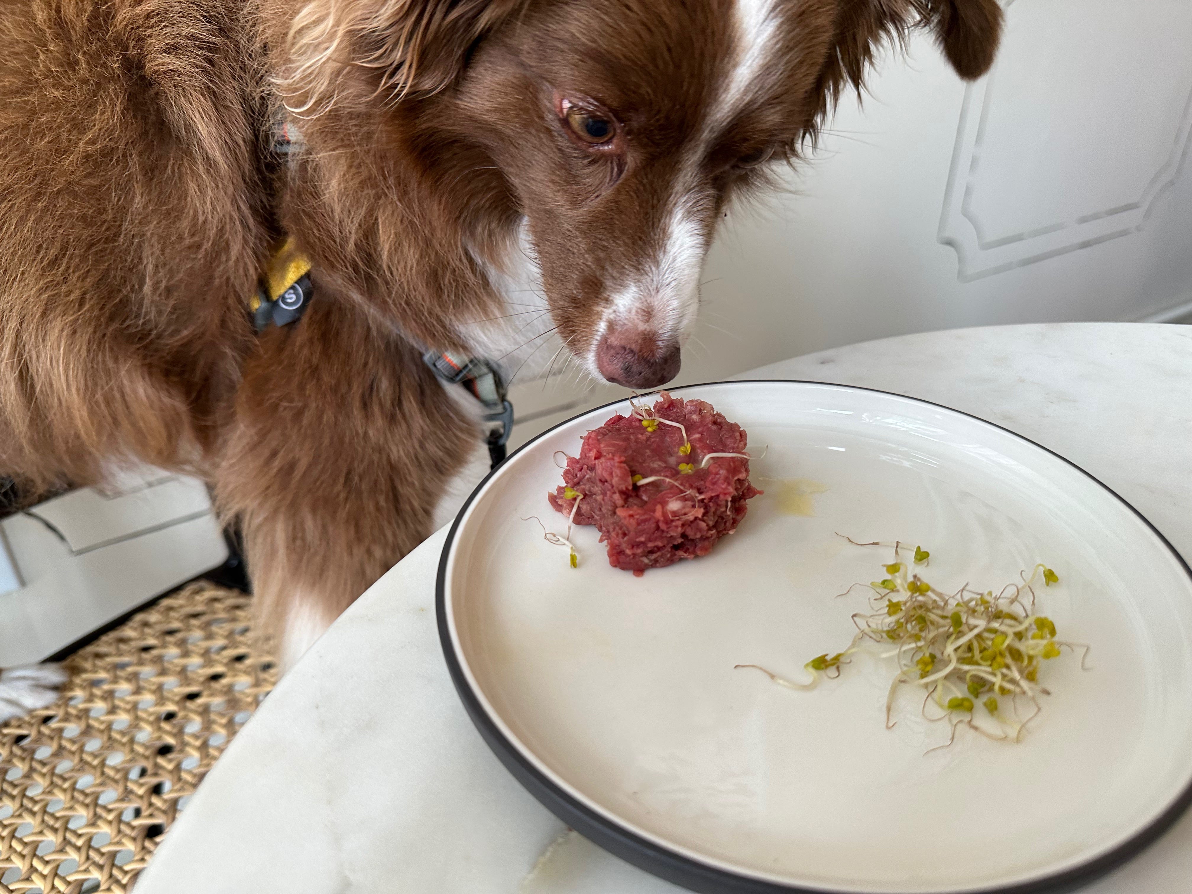 Heidi can’t take her eyes off the steak, even with a full stomach.