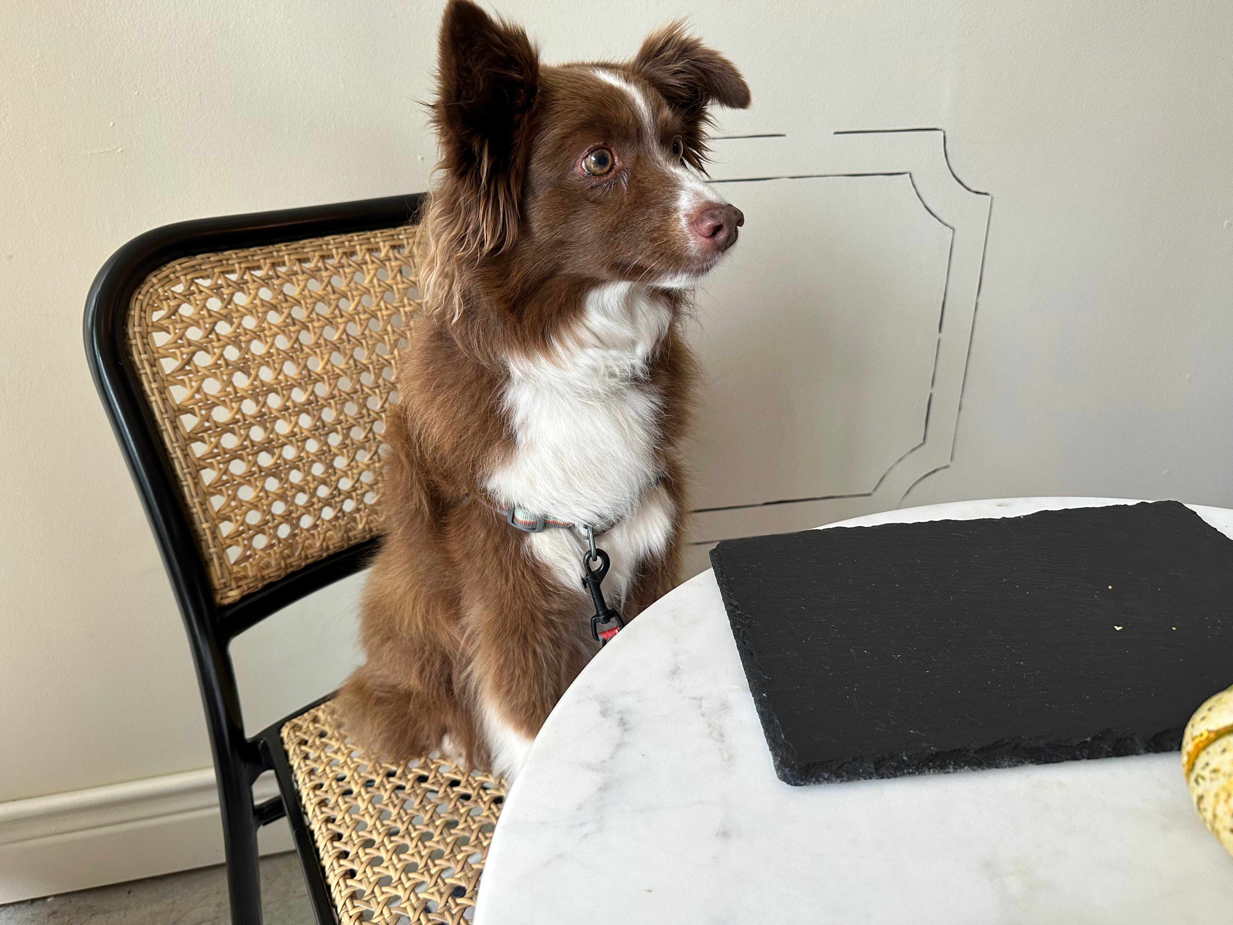 Heidi sits quietly, staring toward the kitchen, waiting for the next course.