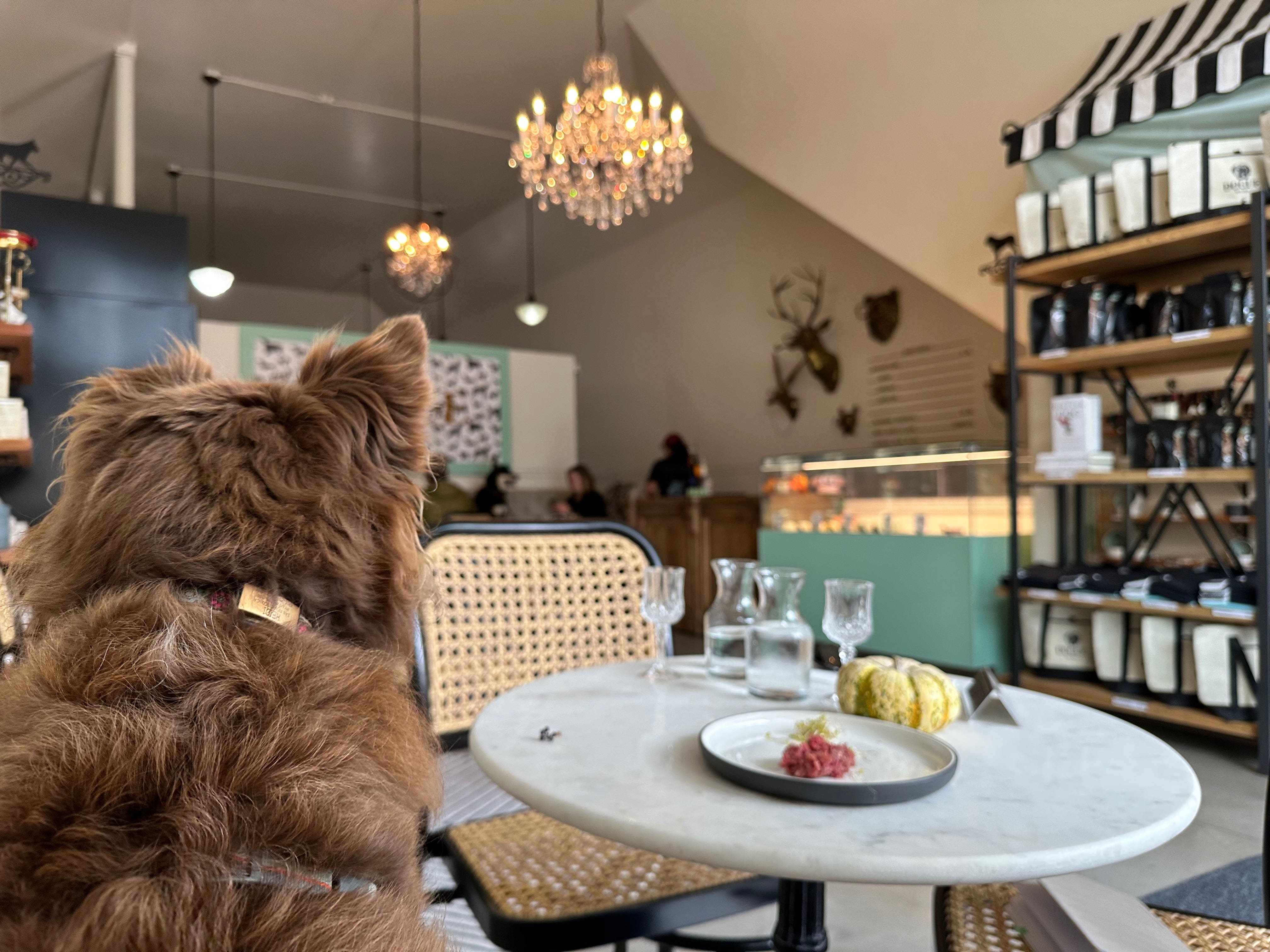 A dog’s-eye-view of Dogue during lunch service.