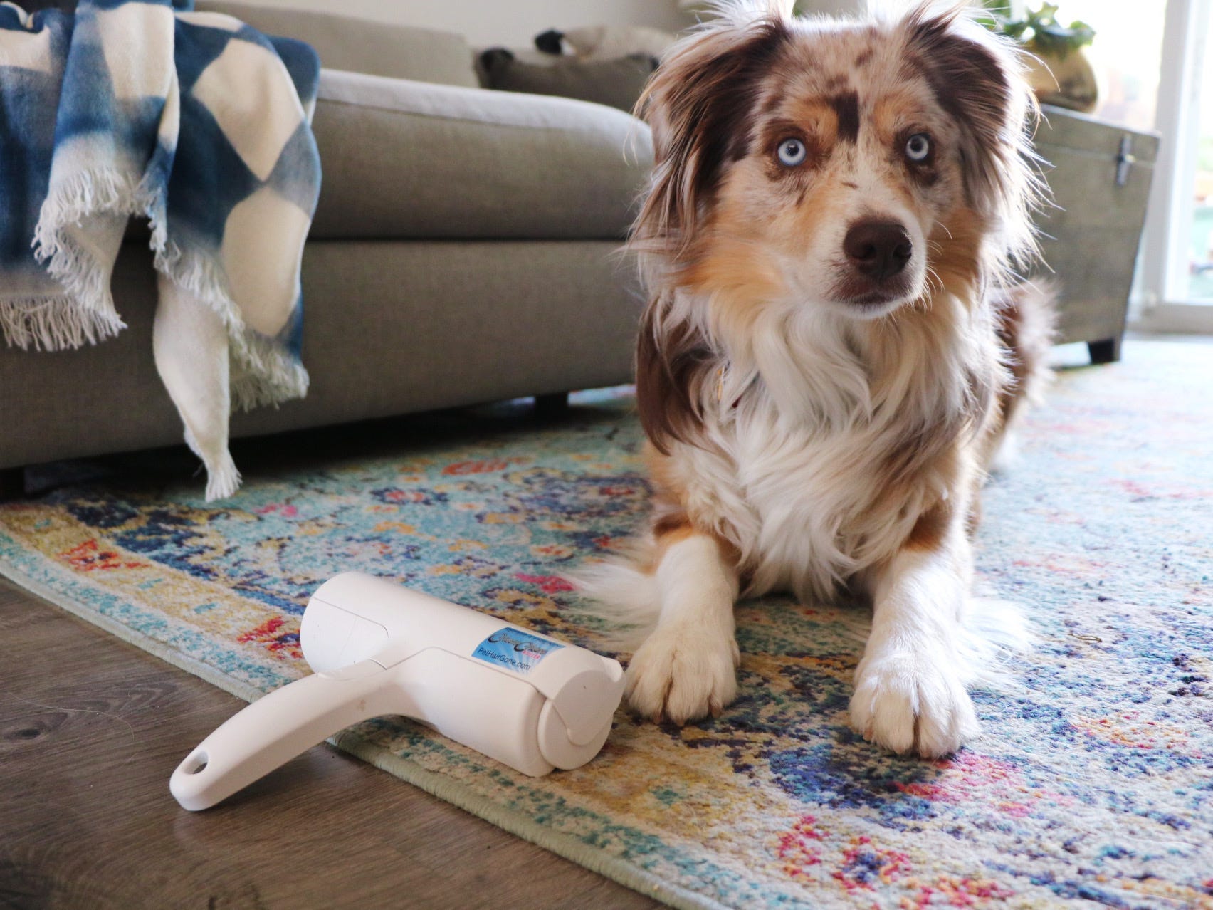 A miniature Australian shepherd dog sits next to a ChomChom Roller and both are on a patterned rug near a couch.