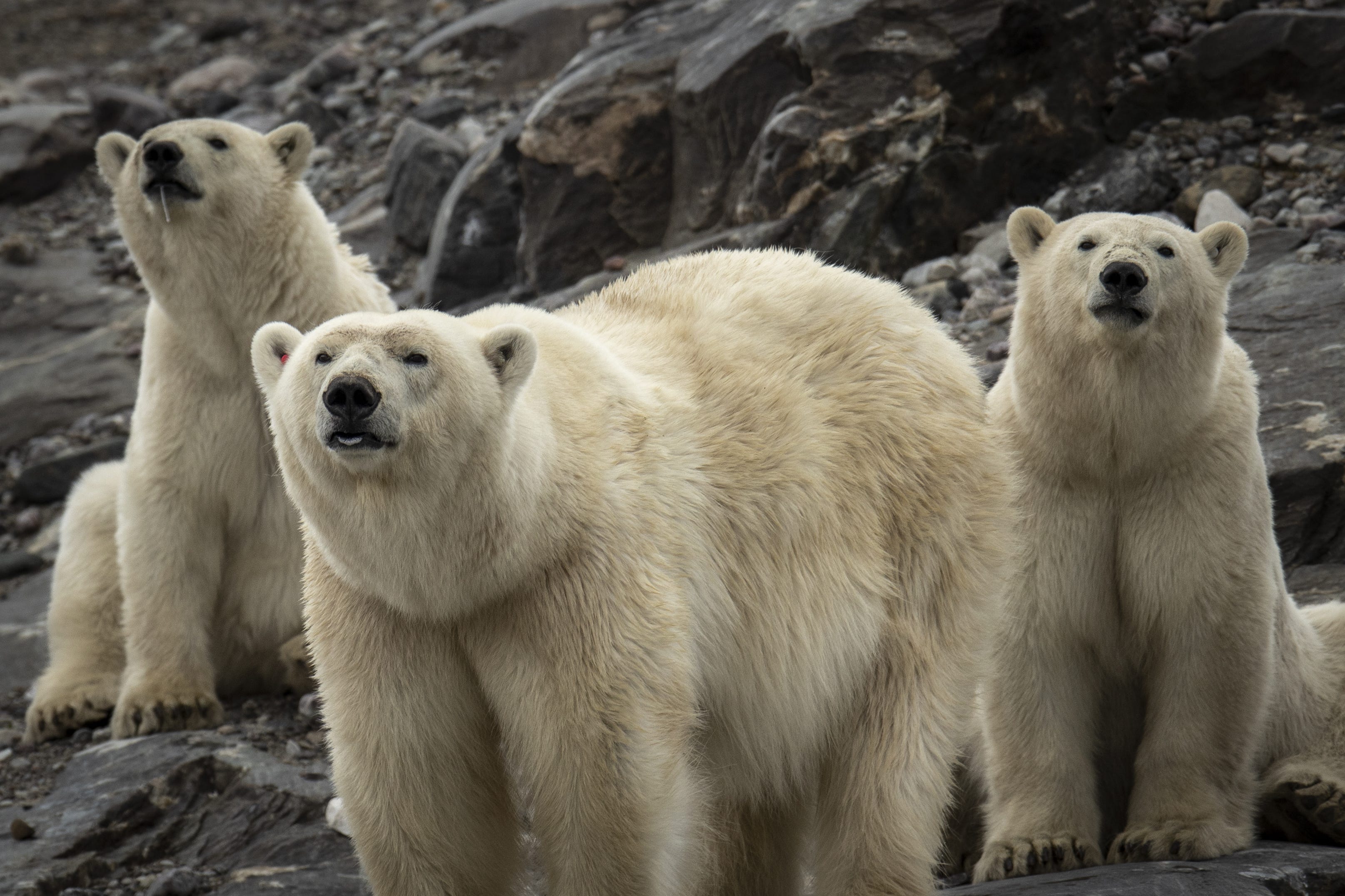 Polar bears are observed during the expedition of the Turkish Scientific Research team near Svalbard Islands, in the Arctic Ocean in Norway on July 23, 2022.