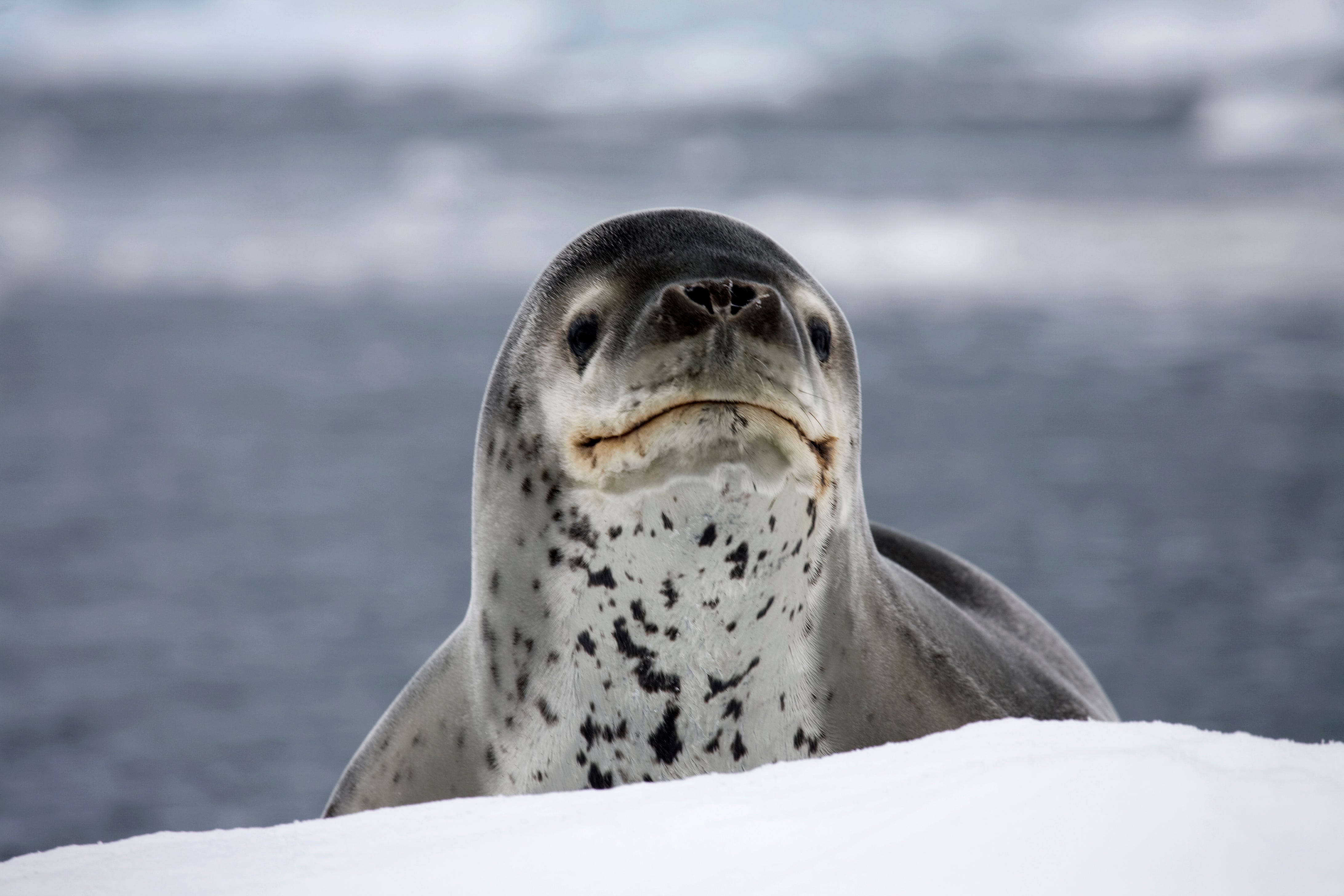Leopard seal / sea leopard (Hydrurga leptonyx) in Paradise Bay, Antarctica.