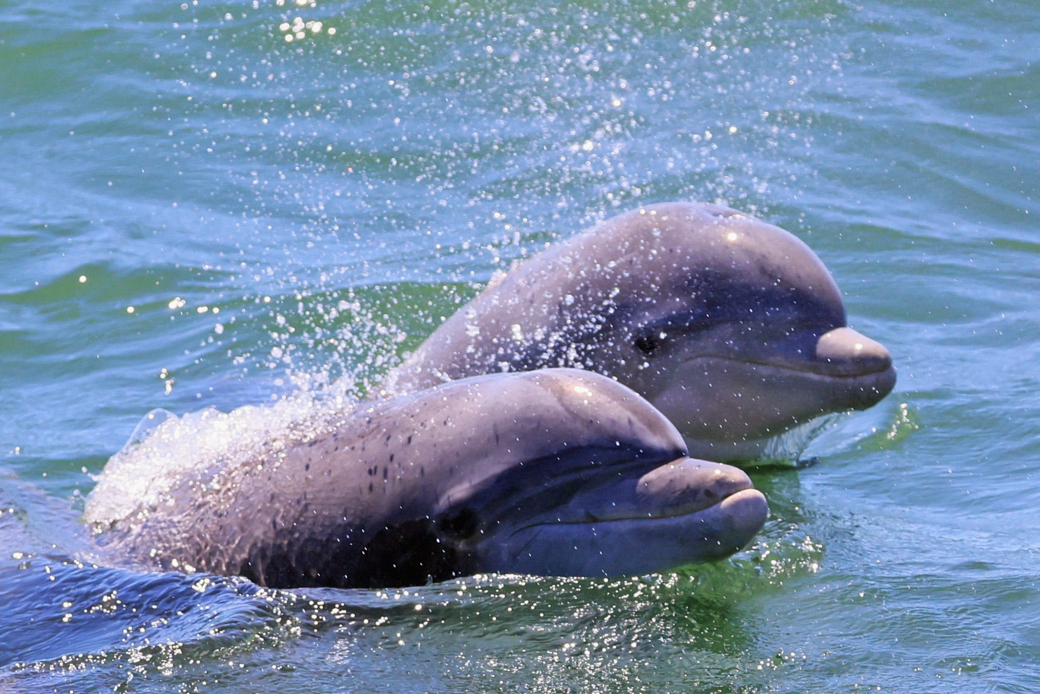 Dolphins swim in the Atlantic Ocean just off the coast of Atlantic City on August 28, 2022 in Atlantic City, New Jersey, United States.