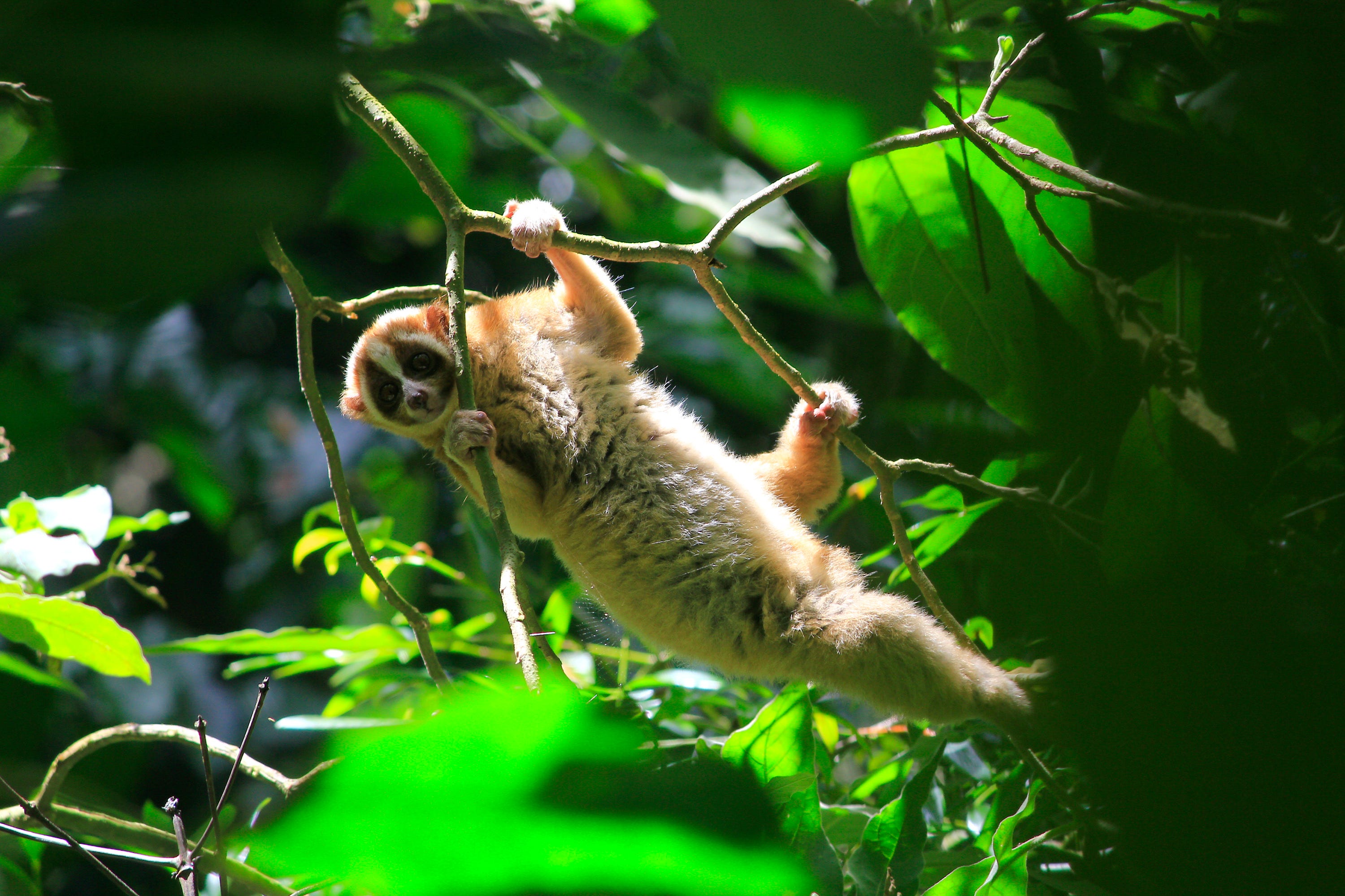 Javan slow loris climbing up the tree when released in a National Park of Mount Salak by International Animal Rescue (IAR) which have been confiscated from individuals or markets which illegally sell them as pets on December 20, 2016 in West Java, Indonesia.