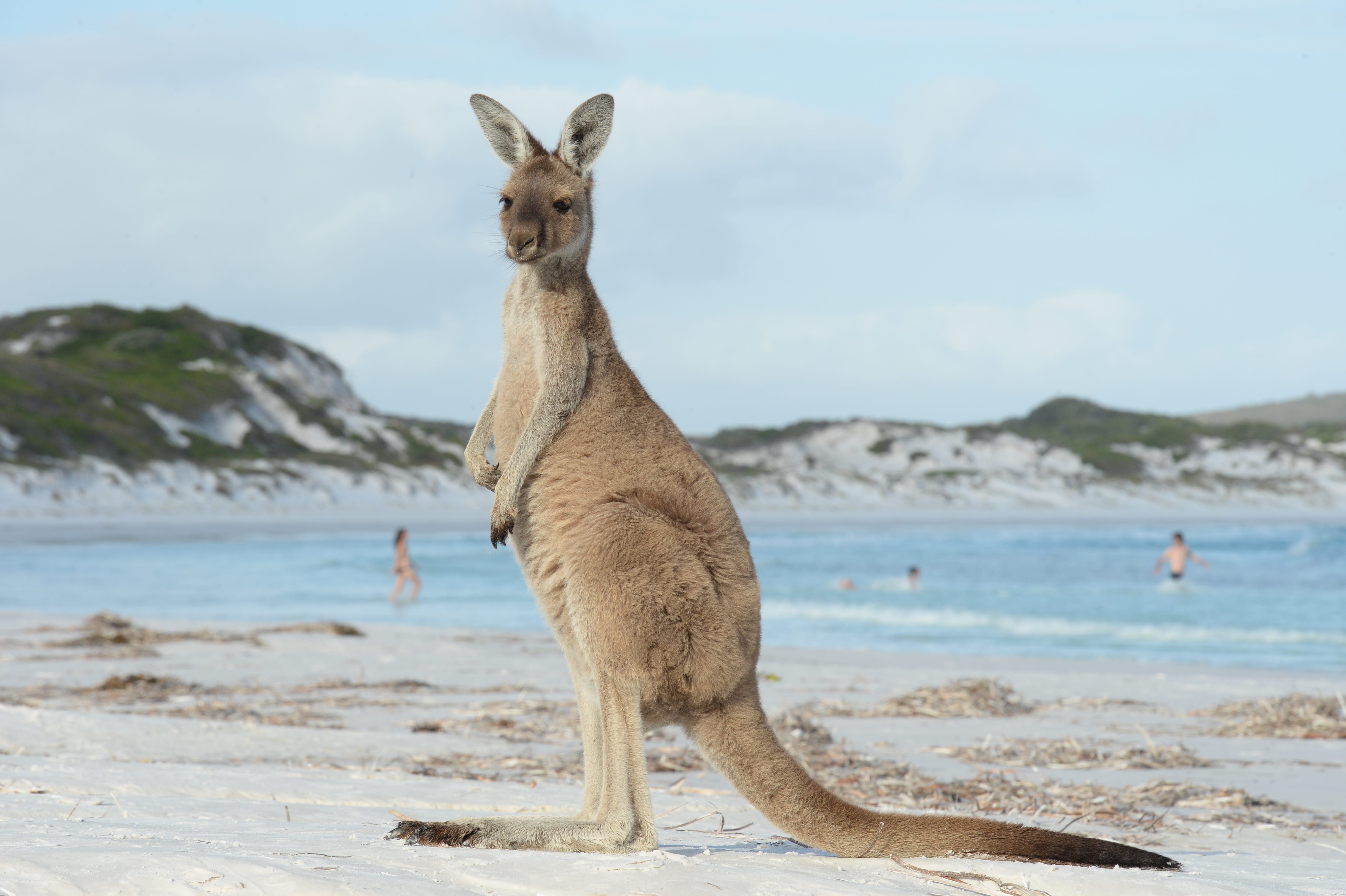 Kangaroos on the beach in Lucky Bay in the Cape Le Grand National Park on August 06, 2014 in Lucky Bay, Western Australia.