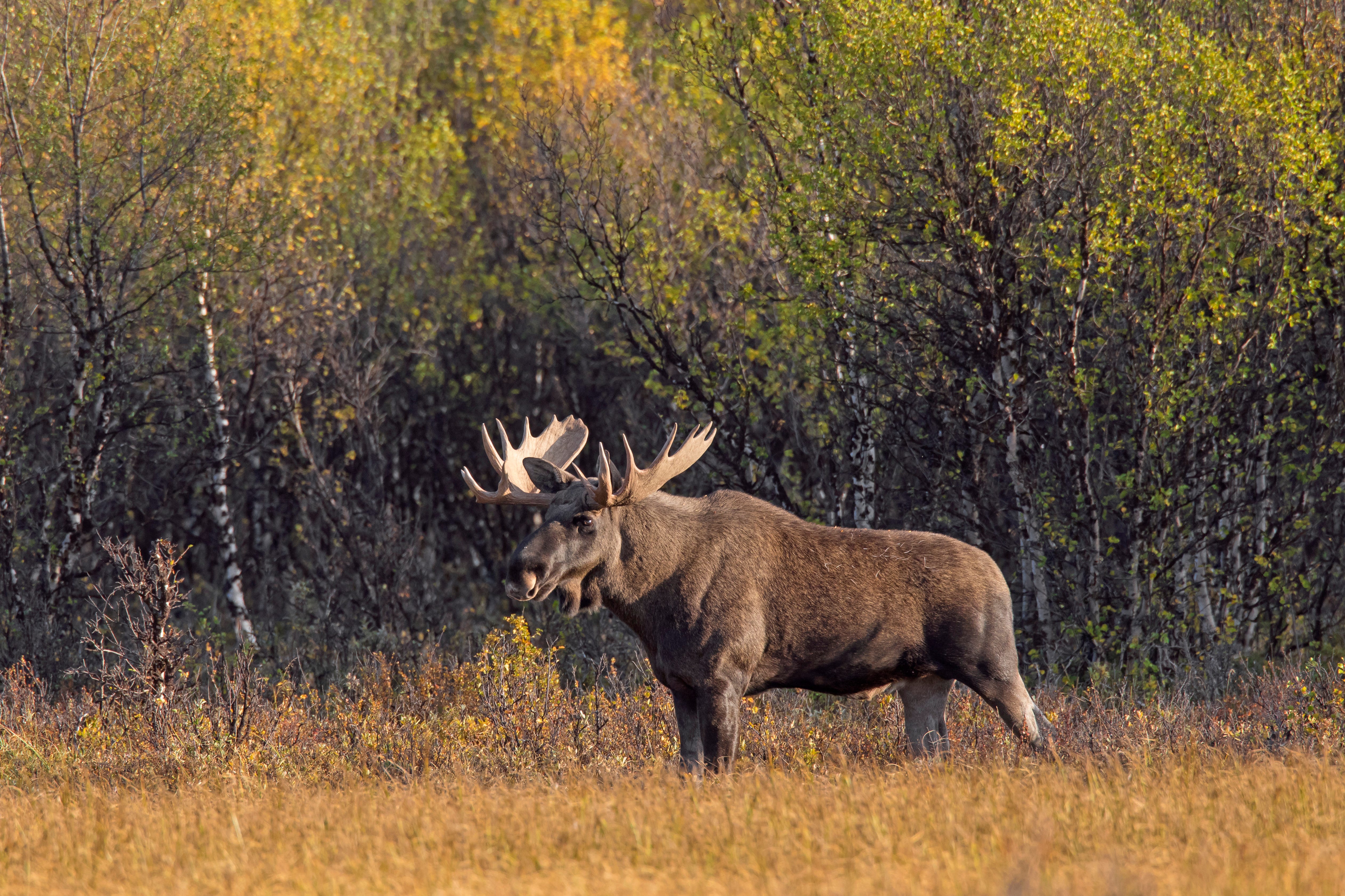 Moose (Alces alces) bull foraging in moorland with birch trees in autumn, Scandinavia.