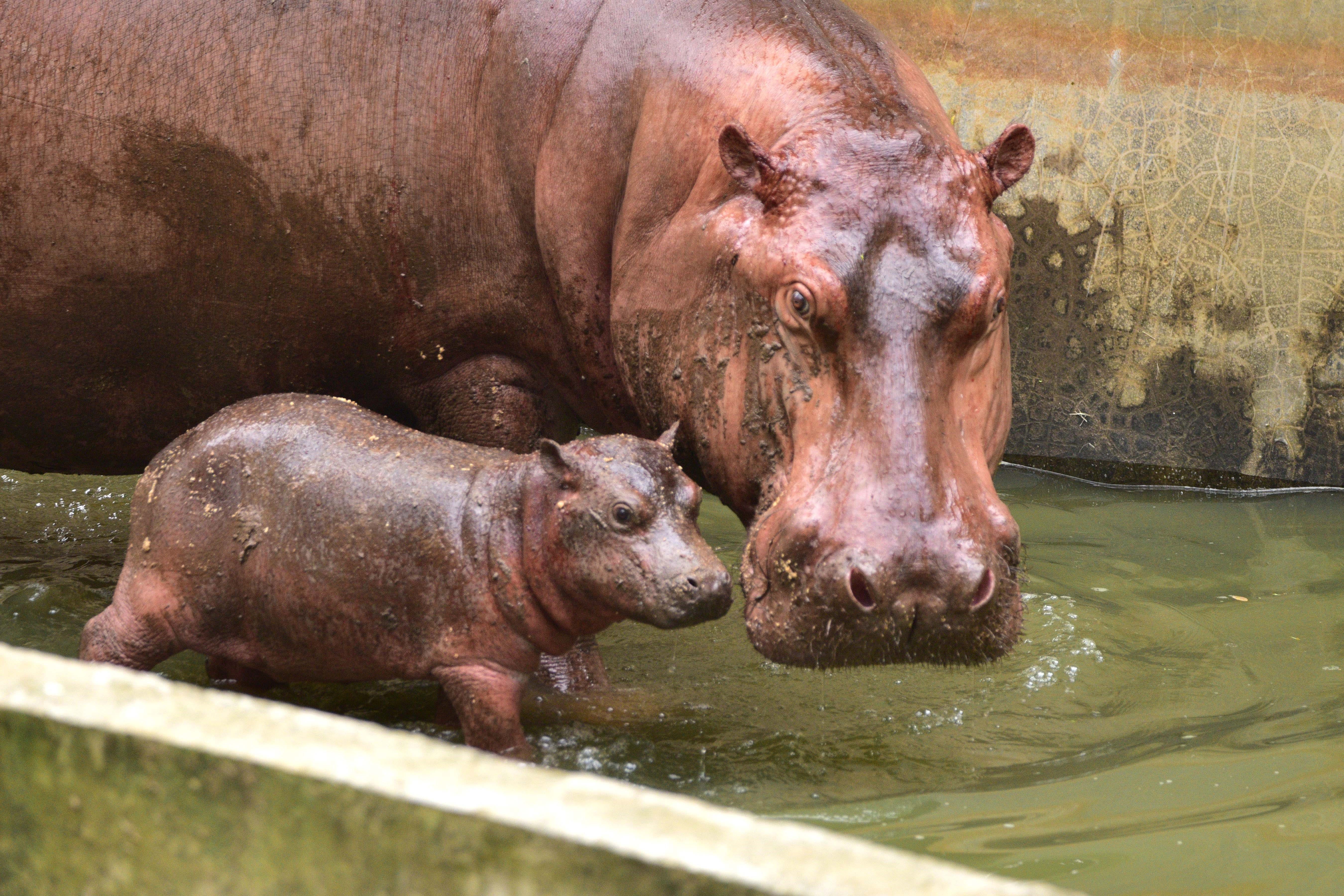 A hippopotamus is seen with her newly born calf in an enclosure at Assam State Zoo cum Botanical Garden in Guwahati, India's northeastern state of Assam, Oct. 4, 2022.