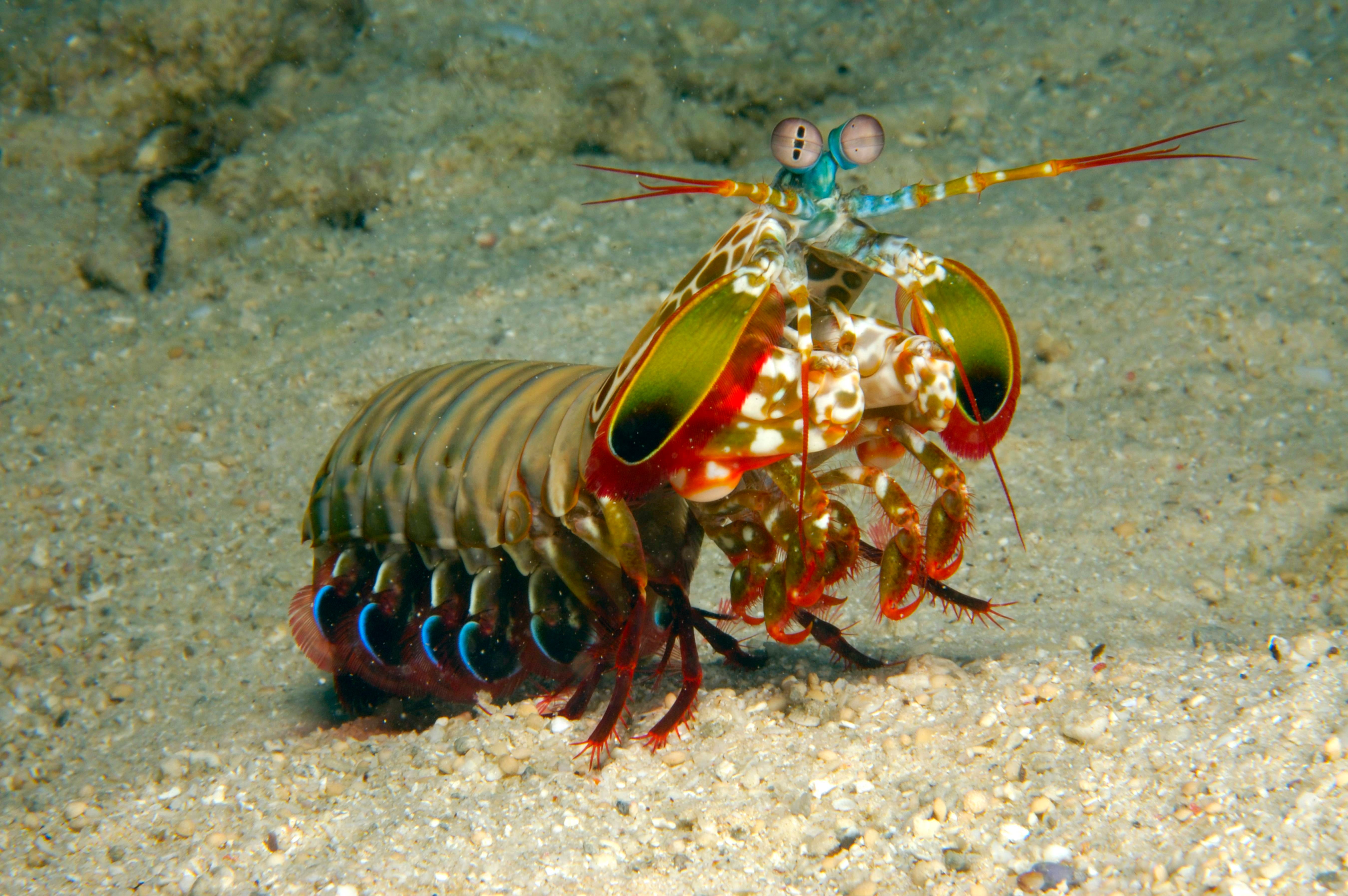 Rainbow mantis shrimp (Odontodactylus scyllarus). New Britain Island, Papua New Guinea. Solomon sea.