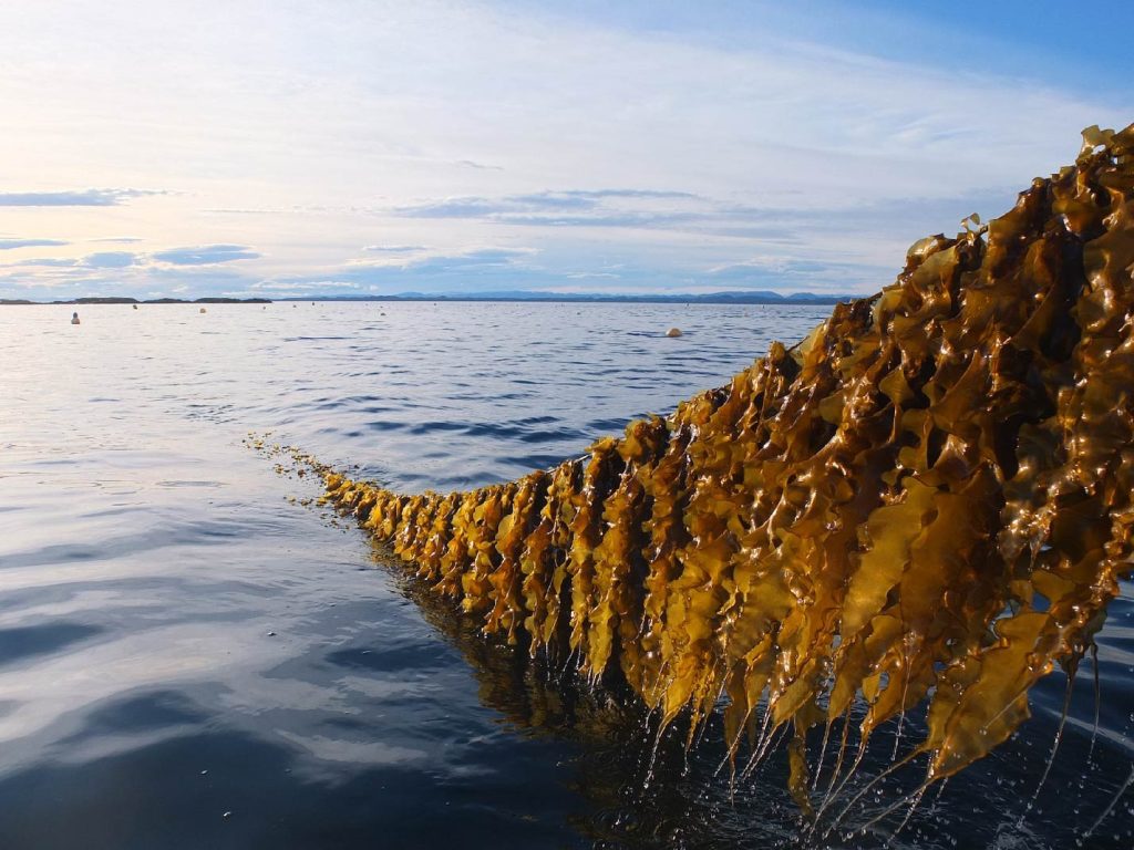 Seaweed Solutions positioned for growth. A new CEO appointed and EUR 4.4M raised in new capital.
