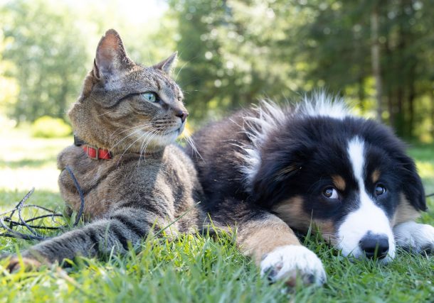 a dog and a cat laying in the grass