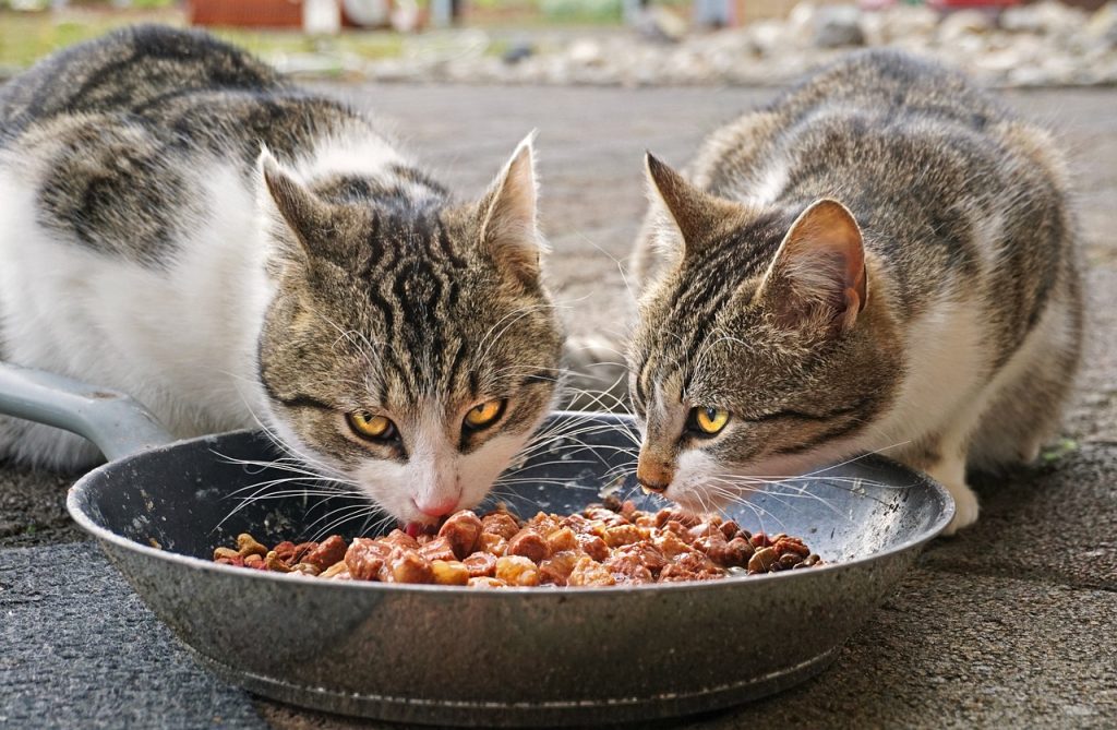 The Benefits Of Chicken In Your Cat’s Diet
