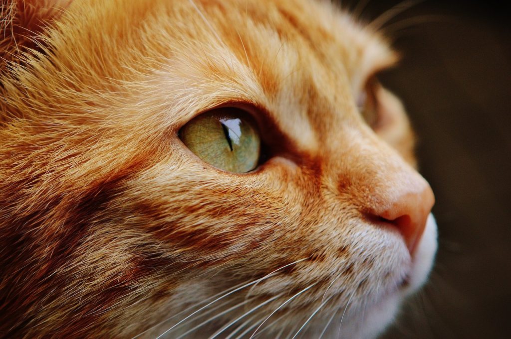 How CBD Oil Can Ease Your Cat’s Anxiety