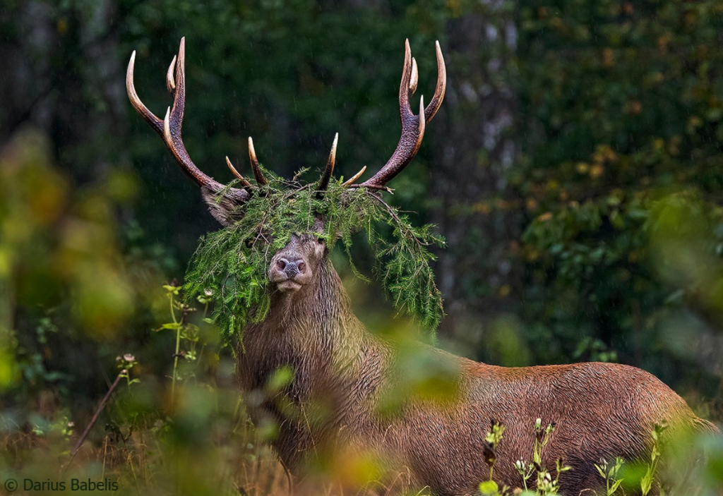 Entrepreneurs Gave Significant Financial Boost to Lithuanian Old-Growth Forest Preservation
