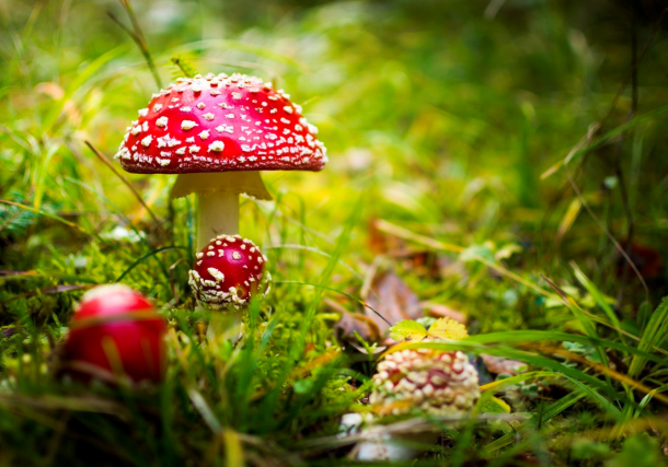 Amanita muscaria