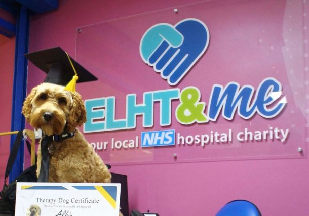 Rosedale Doodles Cockapoo Puppy Alfie Becomes Head of Happiness