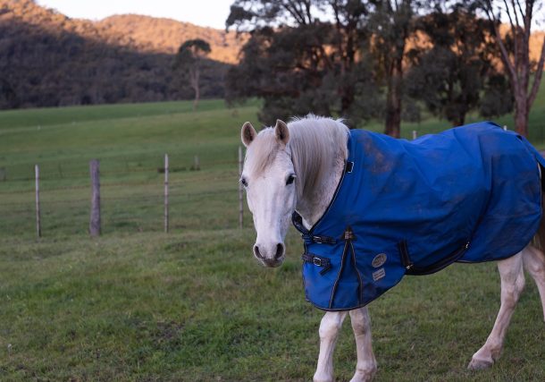 Fly Rugs and Sheets: Get Prepared for Summer