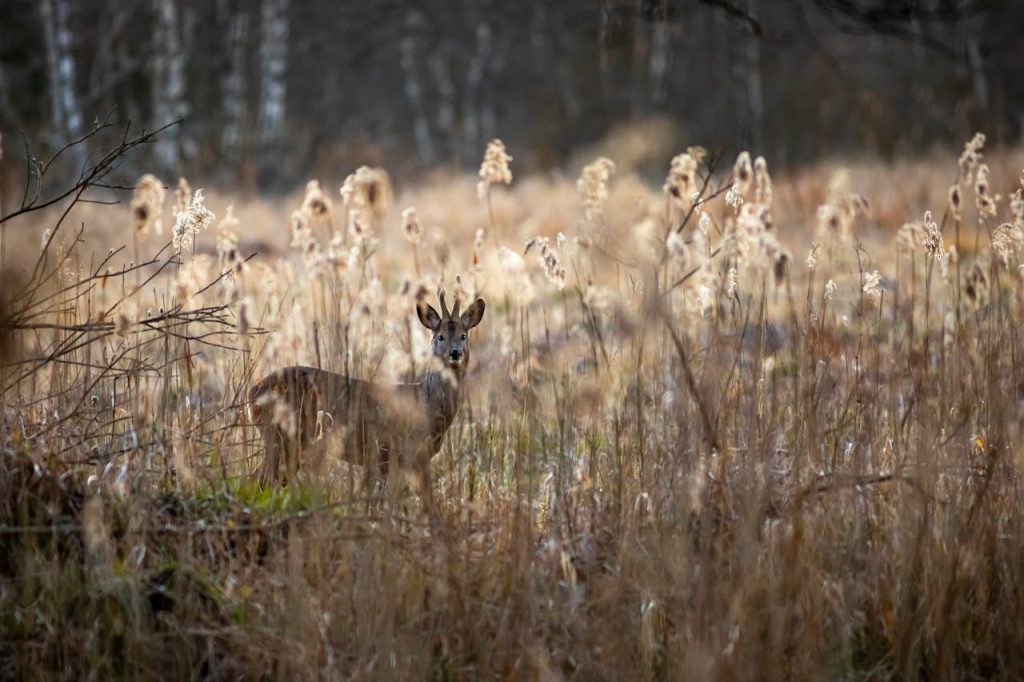 Beyond the Scope: How AI is Shaping Modern Deer Tracking