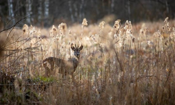 Beyond the Scope: How AI is Shaping Modern Deer Tracking