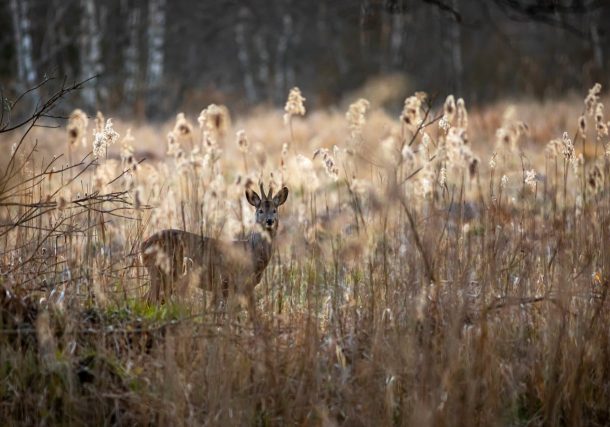 Beyond the Scope: How AI is Shaping Modern Deer Tracking