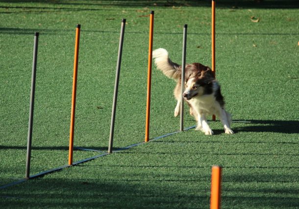 Rising Star: Eliza Langman Rouse, Daughter of Veteran Competitor Lauren Langman, Shines at Crufts