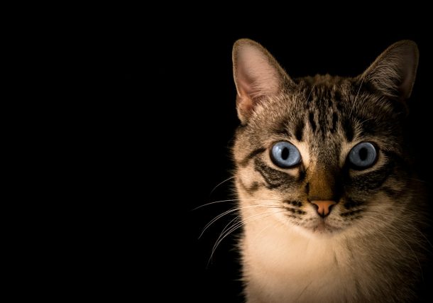 Feline Friends: Discovering The Ideal Cat Breed That Fits Your Life