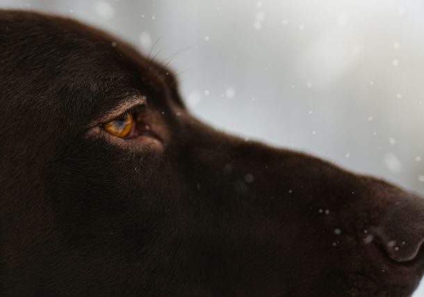 Cancer in Dogs