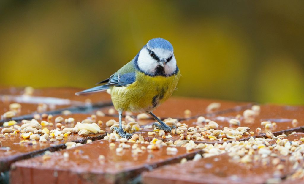 A Guide to Bird Food: Understanding the Dietary Preferences of Various Species