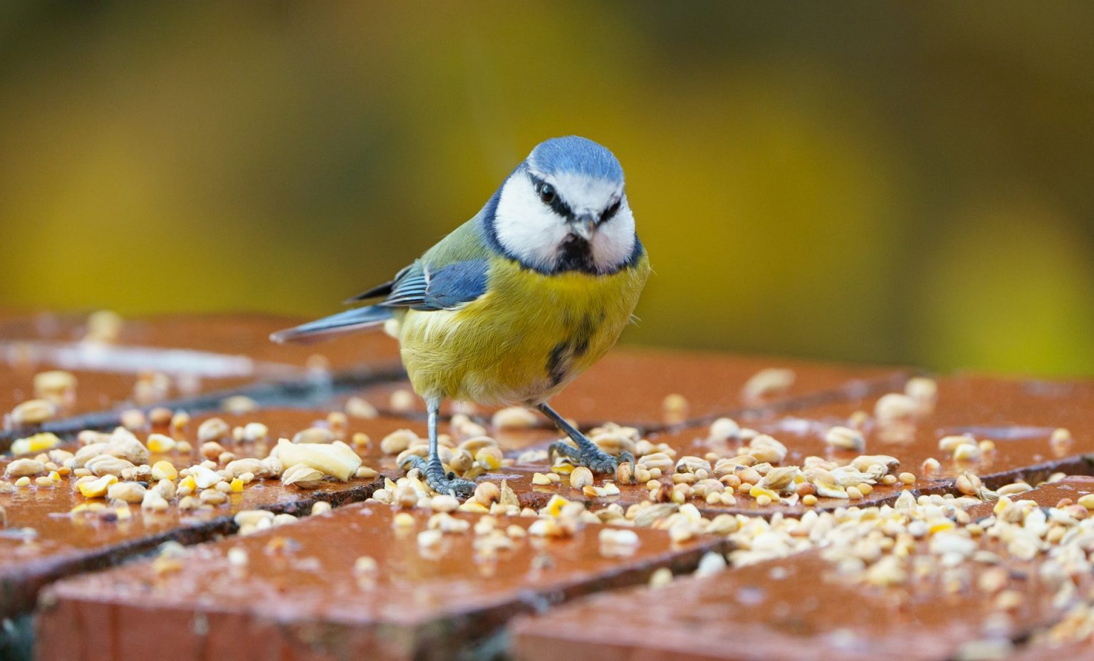 A Guide to Bird Food: Understanding the Dietary Preferences of Various Species