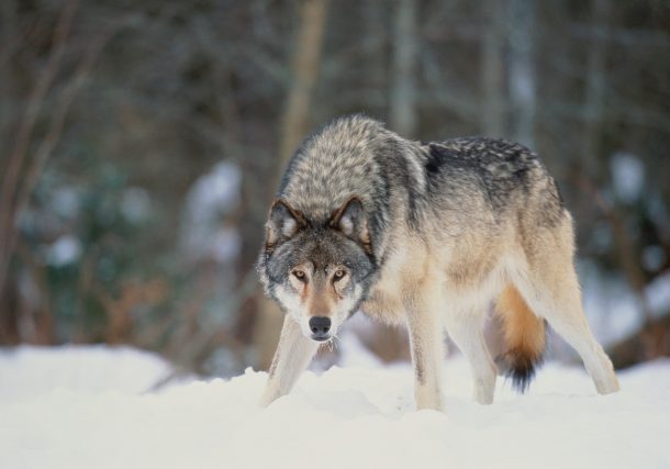 The Path to Woolly Mammoths: How Dire Wolf Success Accelerates Other De-Extinction Projects