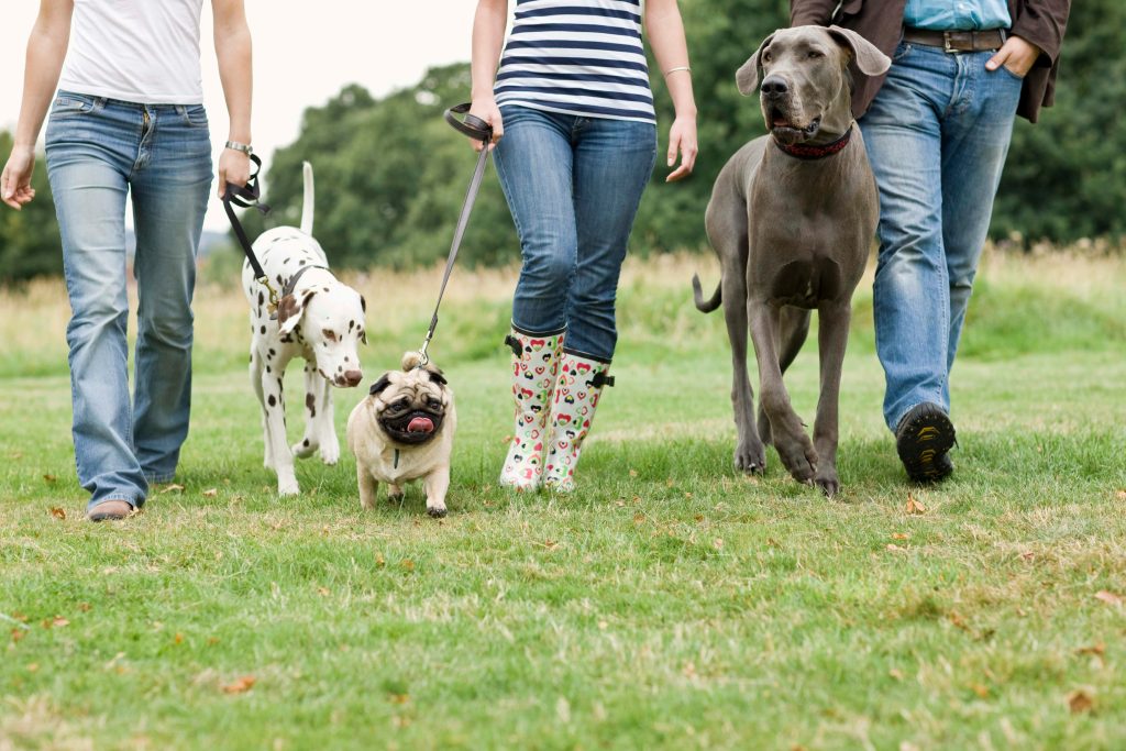 Best Insurance for Dog Walkers in the UK with PBI