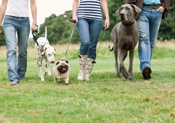 Best Insurance for Dog Walkers in the UK with PBI