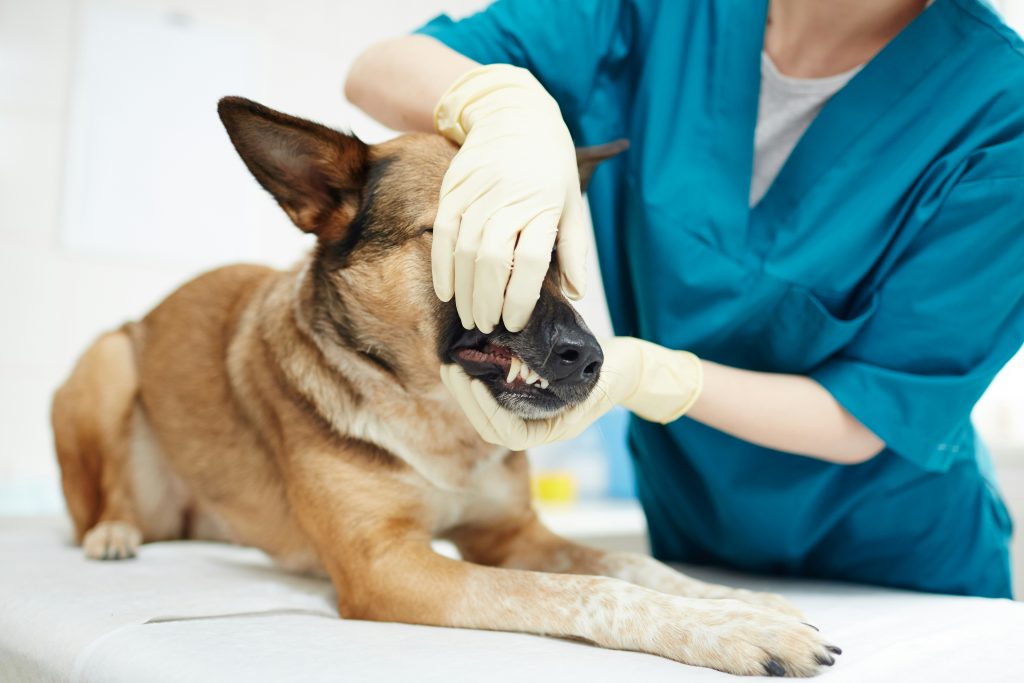 Dog Bite Injuries