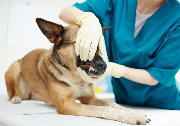 Dog Bite Injuries