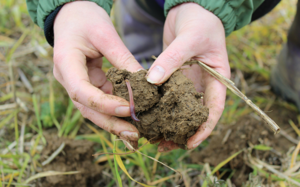 UK Farmers Can Monetise Soil Carbon Through EFG Partnerships