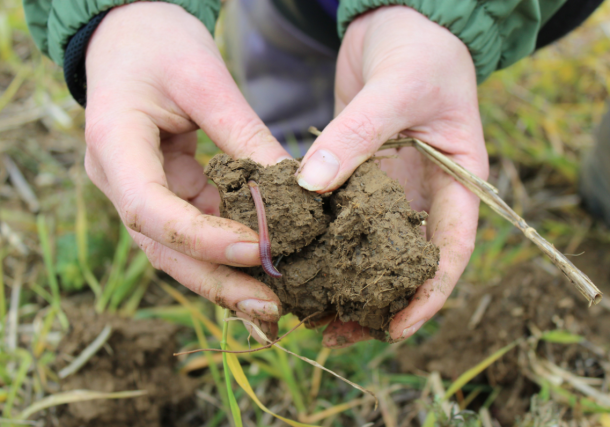 UK Farmers Can Monetise Soil Carbon Through EFG Partnerships